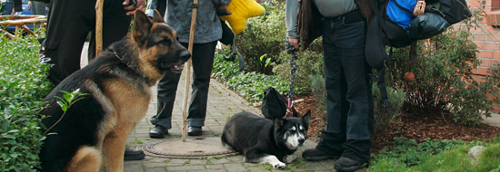 Darstellung von zwei Hunden, im Hintergrund drei Personen
